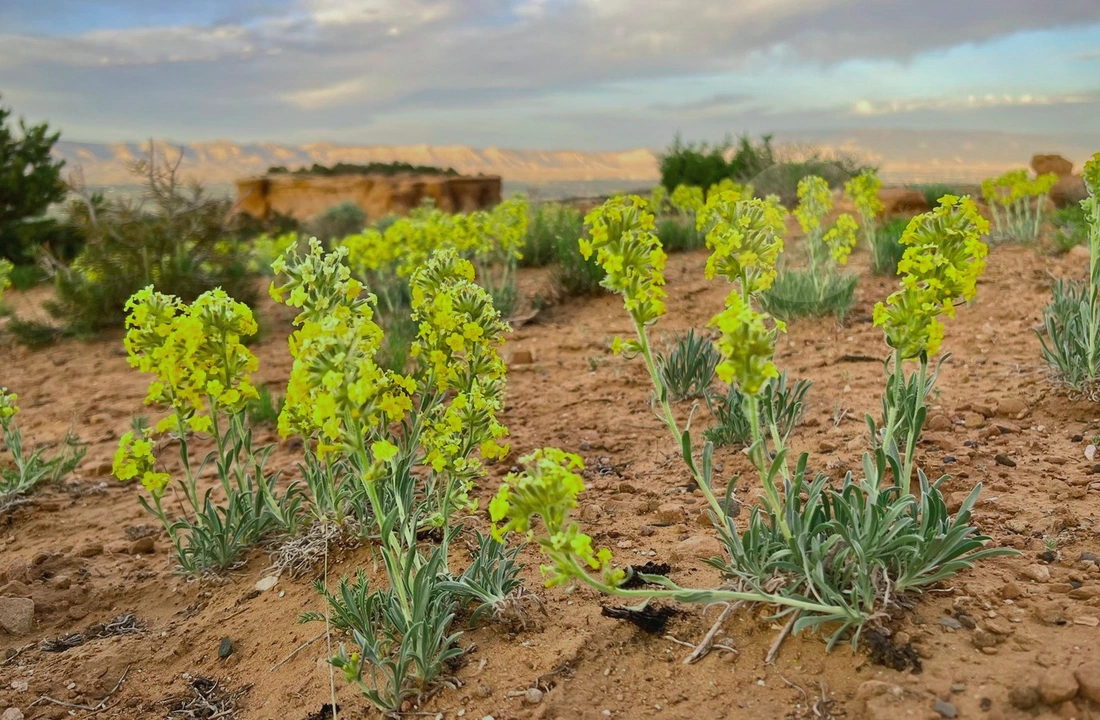 Colorado land sale options and buyer review for Colorado Title Company Closing for Vacant Land